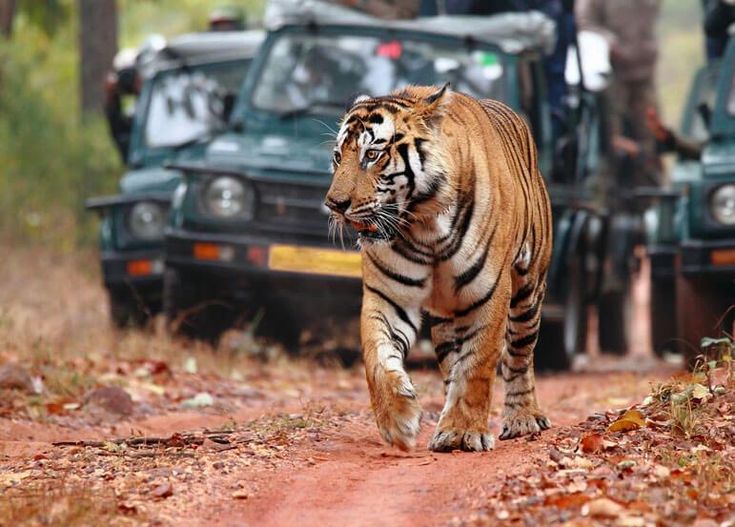 Jungle Safari